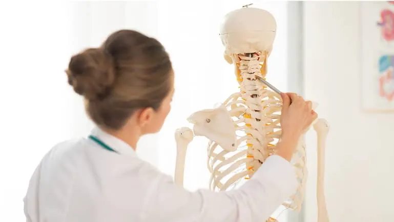 人体模型を見ている女性