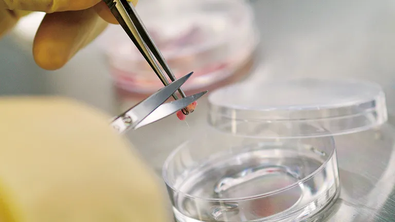 ピンセットとハサミを手に持ち実験を行っている様子