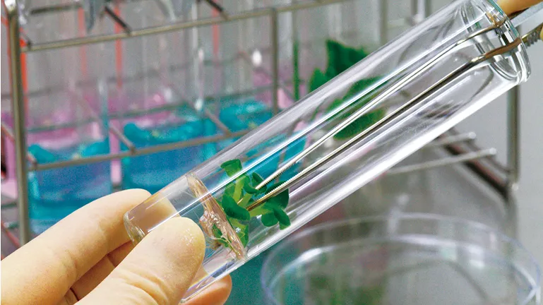 植物生理学の実験を行っている様子