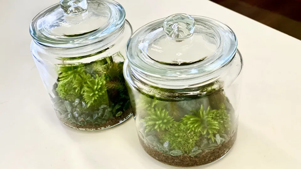 苔リウム作り
