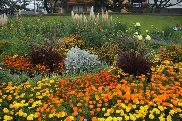 絨毯のように満開のマリーゴールドの奥にススキやシルバーリーフの草花が見える美しい風景