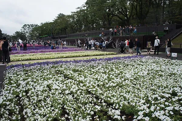 手前の白から藤色、紫へグラデーションし、奥には赤やピンクが見える写真